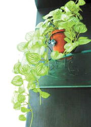 冬天养圣诞树的暖意关怀