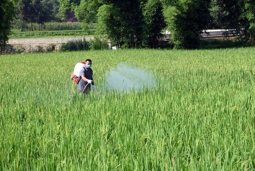 水稻种植的那些事儿
