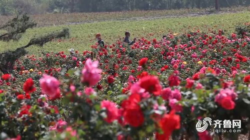 夏至花开， 昌乐月季花海浪漫盛放
