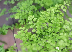 金钻叶黑病速解秘籍，花卉急救攻略！