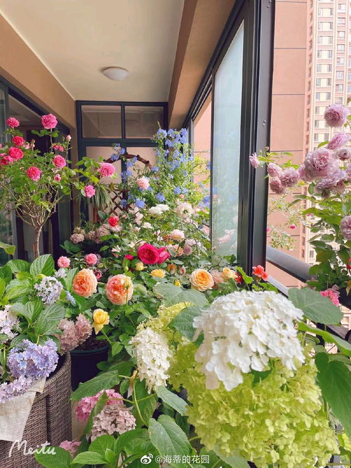 非洲菊：四季常开，色彩斑斓