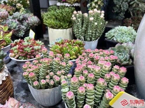 年宵花卉推荐，你家年味十足的花选对了吗