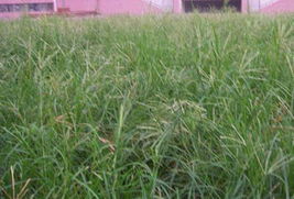 ② 马蹄金（背阴处救星）