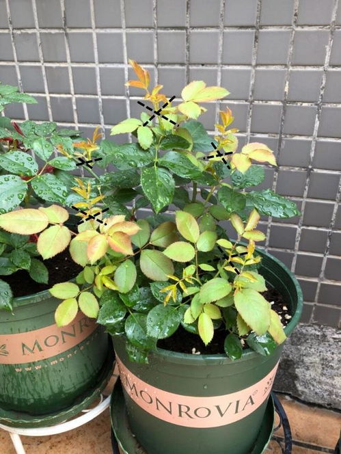 蛭石改良土：月季的温暖床