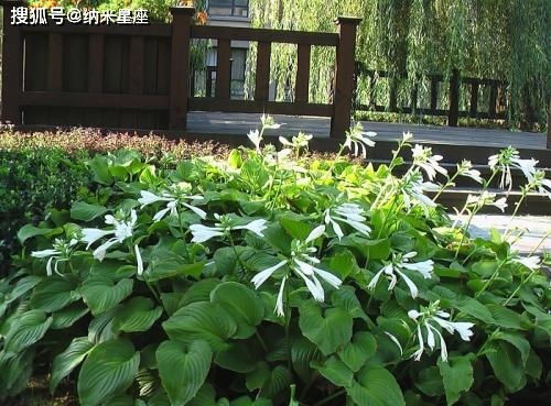 朝北阳台适合养什么植物？这几个品种耐阴还好看