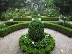 二、 攀援植物：点缀园林的“空中走廊”