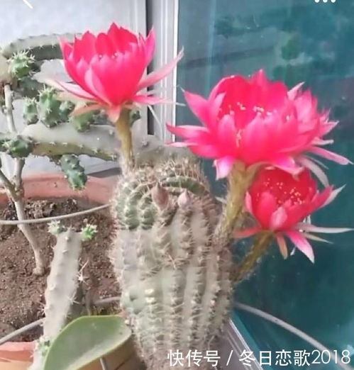 下雨嫁接仙人球，风干后断了还嫩成功接上吗？