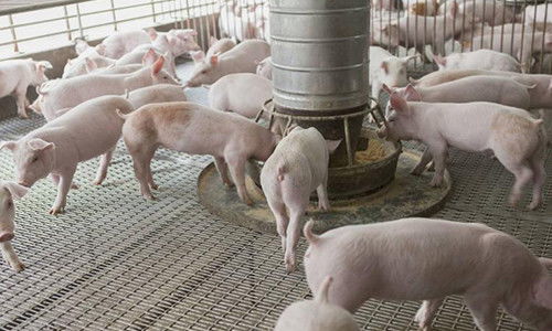 科学饲养，高效养猪