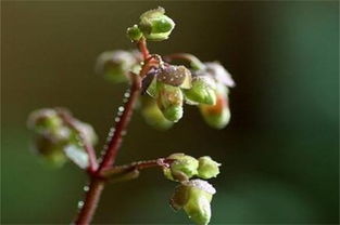 长寿花扦插的最佳时间是哪个月份？