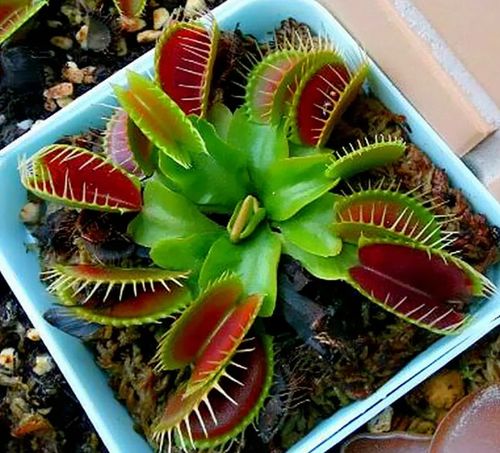 阳台上摆满驱虫药，蚊子却越来越多？