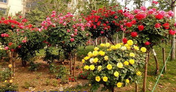 月季， 美得像皇后绿化工地蕞需要的它