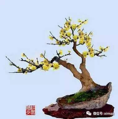 腊梅盆景怎么养护才能开花？