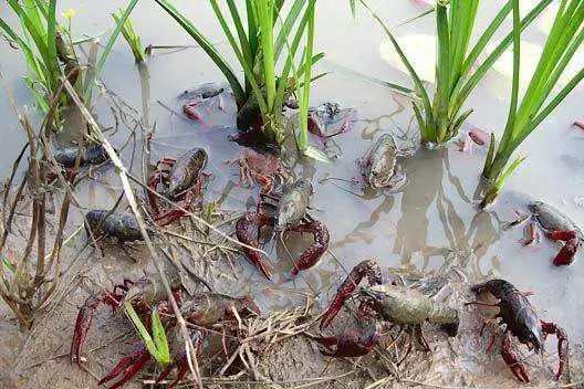 红椒草水草养殖指南：打造理想畜牧环境