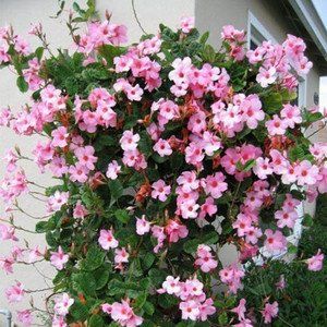 二、养护乐趣：种花也是一种生活态度