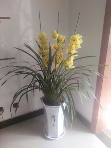 兰花品种揭秘，这幅图中的名字你猜到了吗