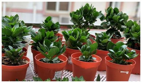 长寿花的启示：生命的传承与见证