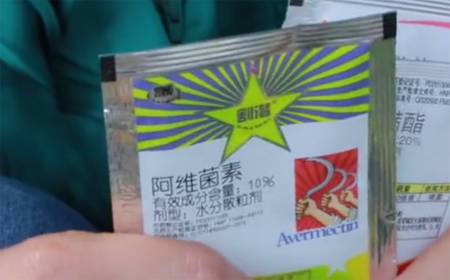 月季病害治疗：换药与打药的频率，你真的懂吗？