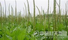 第2步：精准播种