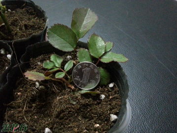 月季苗的根系与养护