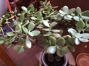 玉树的叶子形状之谜