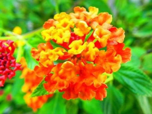 元宝花养殖，如何让花朵更鲜艳