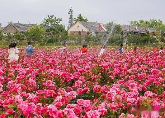 乡村振兴，产业兴旺