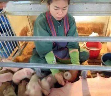 分娩母猪输液中，如何确保安全无风险