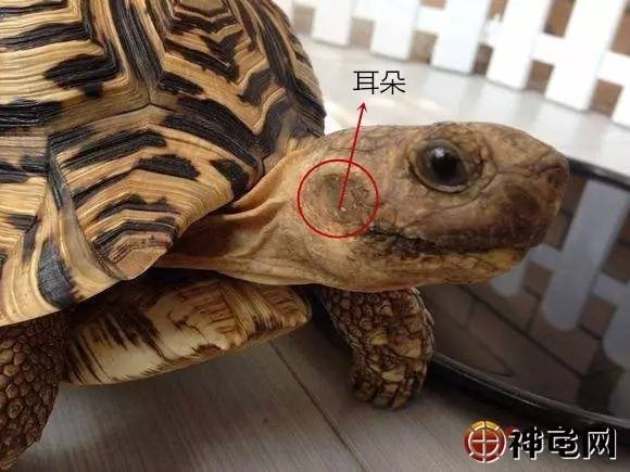 清洁环境， 避免农药