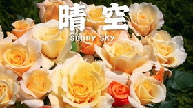 竞赛背后的故事