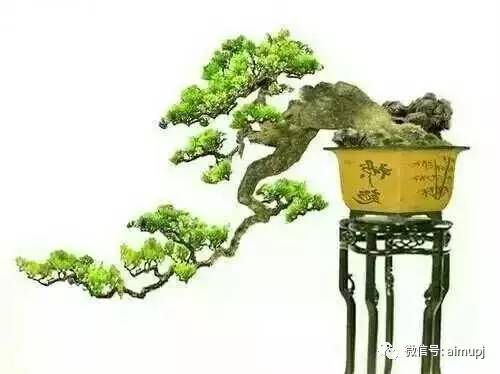 曲木助力， 稳固自然