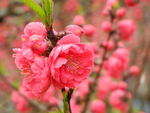 春天的主力阵容