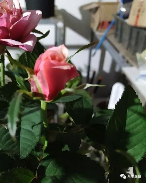 月季花，冬季养护秘籍大公开！