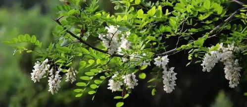 绒花树是鬼树？种植在坟地旁的真相究竟是什么