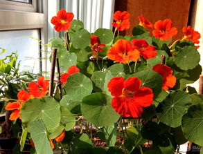 花期的持久：夏日的浪漫