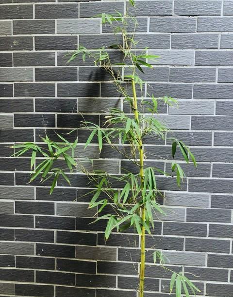 公司前台摆绿植，选什么档次高