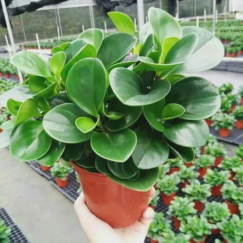 水培豆瓣绿，有讲究