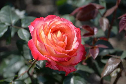 保持适宜的土壤酸碱度