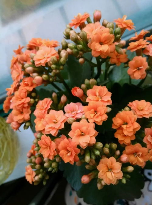 长寿花不开花怎么办？这样养护