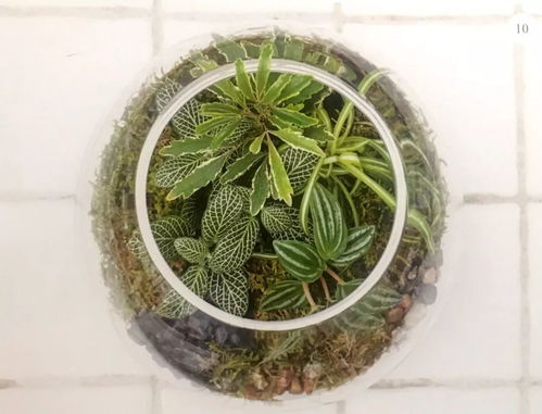 使用养殖花卉的海绵在鱼缸水草中养鱼可行吗？