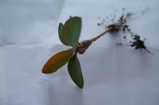 秋季养护虎刺梅需要注意哪些要点？