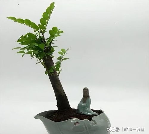 “盆景滴水观音的禅意之美传承千年