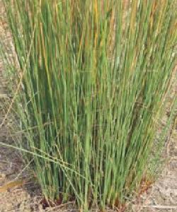 灯心草——迷你救星