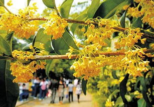 石楠花，坚韧不拔