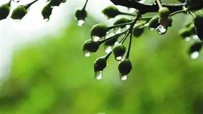 种植和养护小贴士