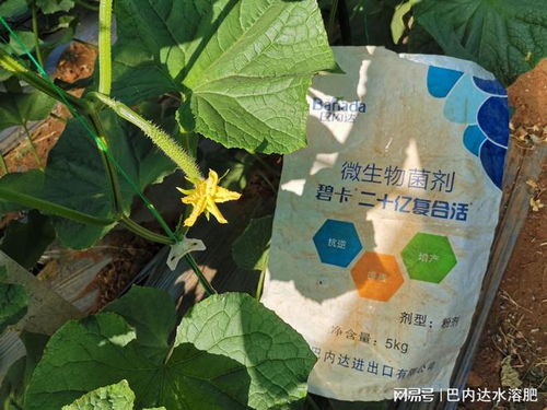 微生物菌剂有啥作用？它咋让土壤变好的？