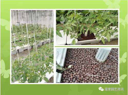 种植橡树的意义