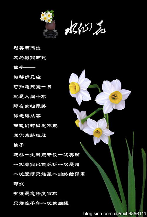 花朵低语：悲伤花语，心灵痛诉