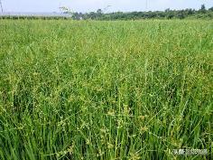 适合水稻田的乙草胺剂型