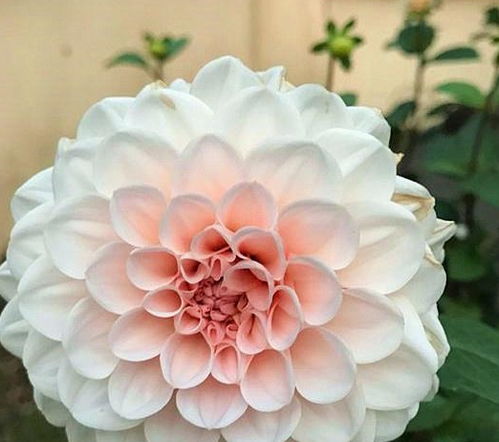 百合花种植土壤攻略：选对土壤，花开更艳！