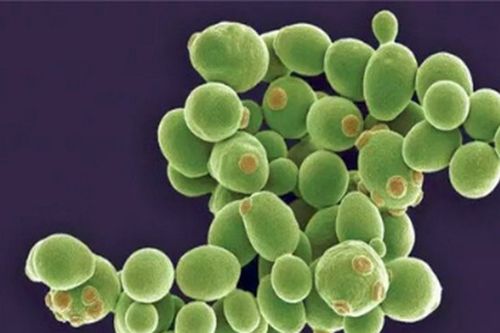 em菌的存储条件是什么？